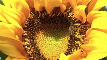 Bumblebee on yellow sunflower, close up. Bumble bee on yellow sunflower in summer agricultural field, close up video