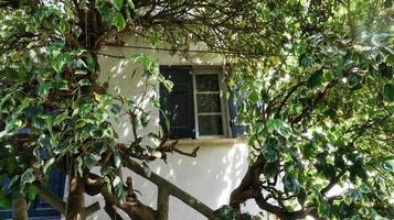 a window with shutters of a Ligurian village looks out immersed in the greenery of a splendid spring day in 2022 photo