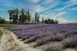 el púrpura intenso de la lavanda salada langhe, en la langhe piamontesa. en junio de 2022 foto