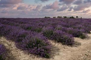 the intense purple of Langhe salt lavender, in the Piedmontese Langhe. In June 2022 photo