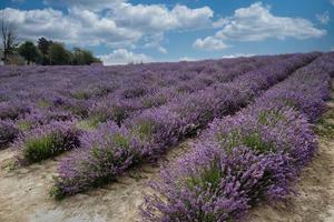 los campos de color púrpura profundo de lavanda provenzal en sale langhe, en el langhe piamontés foto