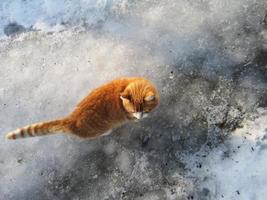 gato rojo en la nieve foto