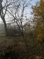 Evening fog in the autumn garden photo