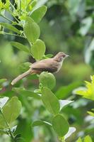 bulbul de orejas rayadas o bulbul marrón opaco, un miembro de la familia bulbul de aves paseriformes que se encuentran en la naturaleza. su hábitat natural son los bosques húmedos subtropicales o tropicales de tierras bajas. foto