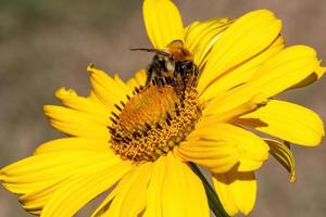 bee on a yellow flower photo