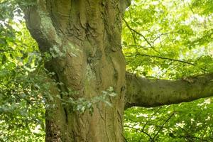 tree trunk with leaves photo