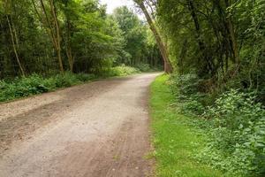 camino en el bosque foto