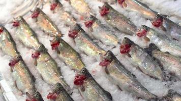 Trout in ice. Trouts lined up between the ice on the counter. video