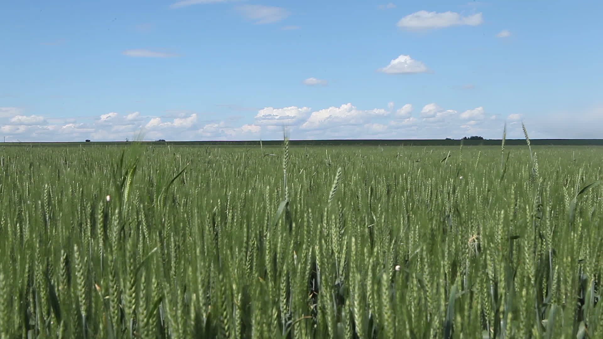 Field of wheat. Farmland. Green spike grains. Sky, clouds and shades of