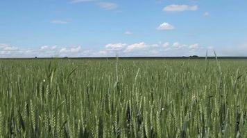 Field of wheat. Farmland. Green spike grains. Sky, clouds and shades of green. video