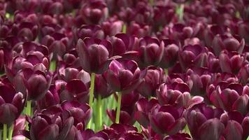 bilder av vackra färgglada lila tulpaner blommor blommar i vårträdgården. dekorativa violetta tulpaner blommar på våren. naturens skönhet. livfulla naturliga färger video