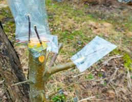 grafted fruit tree in an orchard photo