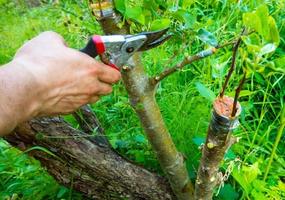 grafted fruit tree in an orchard photo