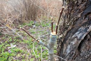 grafted fruit tree in an orchard photo