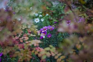 Bluish Aster Tongolensis, Family Compositae photo