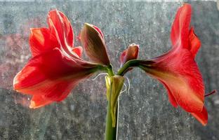 hermosas flores rojas de hippeastrum del género amaryllidaceae en la ventana. hippeastrum cuerpo estriado foto