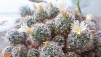 View of the blooming cactus Mammillaria Gracilis. photo