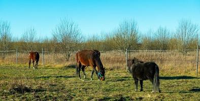 Horses at green pastures of horse farms withered grass photo