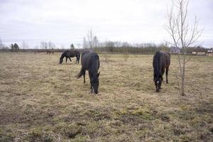 Horses at green pastures of horse farms withered grass photo