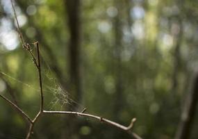 telaraña en los arbustos del bosque verde. foto