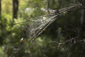 Cobweb on the bushes in the green forest. photo