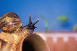 caracol gigante en olla de barro fondo de sueño follaje plantas caseras foto