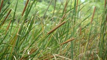 typha angustifolia som växer i dammen och vajar av vinden under sommaren. video