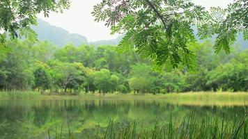 Beautiful scenery of natural pond in the park under the shade of a tree. video