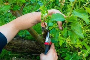 grafted fruit tree in an orchard photo