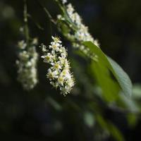 primer plano de cereza de pájaro. pájaro-cerezo en primavera. foto