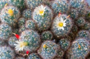 vista del floreciente cactus mammillaria gracilis. foto