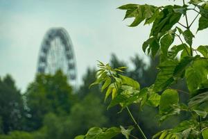 landscape of an amusement park with the top of a Ferris wheel showing above the tree tops against a blue sky. photo