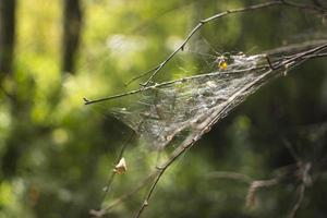 Cobweb on the bushes in the green forest. photo