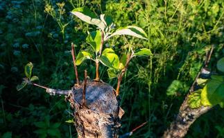 grafted fruit tree in an orchard photo