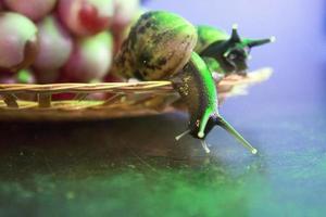 a pair of snails on a wicker plate with grapes photo