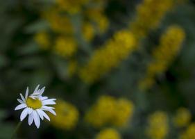 Disparo al aire libre de salicaria amarilla en un macizo de flores muy bien lleno foto