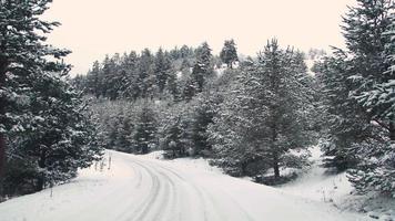 Snow covered forest road. The camera moves on the snowy road among the trees. video