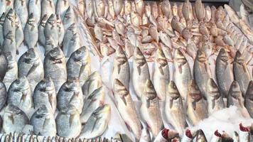 Fish and bream on the counter. General view of the fish placed on the counter. video