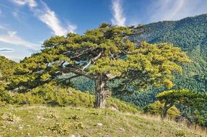 bosque con árboles en trikala korinthias foto