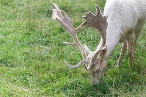 Felbridge, Surrey, 2014. Pale male Fallow Deer eating grass photo