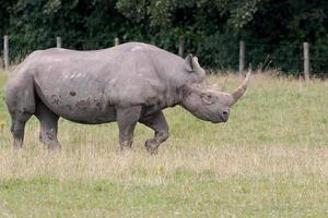 Littlebourne, Kent, UK, 2014. Black Rhinoceros or Hook-lipped Rhinoceros walking across a field photo