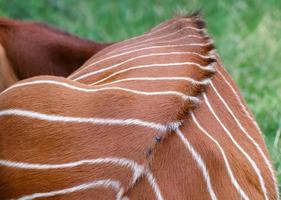 Littlebourne, Kent, UK, 2014. Close up of an Eastern Bongo laying on the grass photo