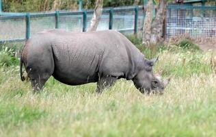Littlebourne, Kent, UK, 2014. Black Rhinoceros or Hook-lipped Rhinoceros grazing photo