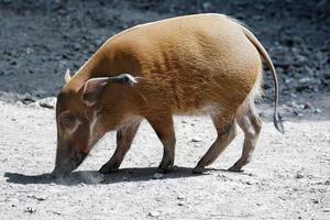 Littlebourne, Kent, UK, 2014. Red River Hog looking for food photo