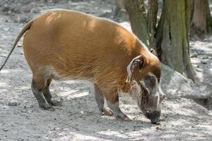 Littlebourne, Kent, UK, 2014. Red River Hog looking for food photo