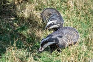 Felbridge, Surrey, 2014. A pair of European Badgers feeding photo