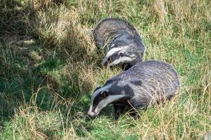 Felbridge, Surrey, 2014. Una pareja de tejones europeos alimentándose foto