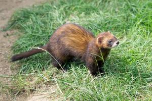 Felbridge, Surrey, 2014. European Polecat curious about something photo