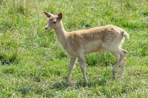 Felbridge, Surrey, 2014. Young Fallow Deer walking in the grass photo