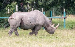 Littlebourne, Kent, UK, 2014. Black Rhinoceros or Hook-lipped Rhinoceros walking across a field photo